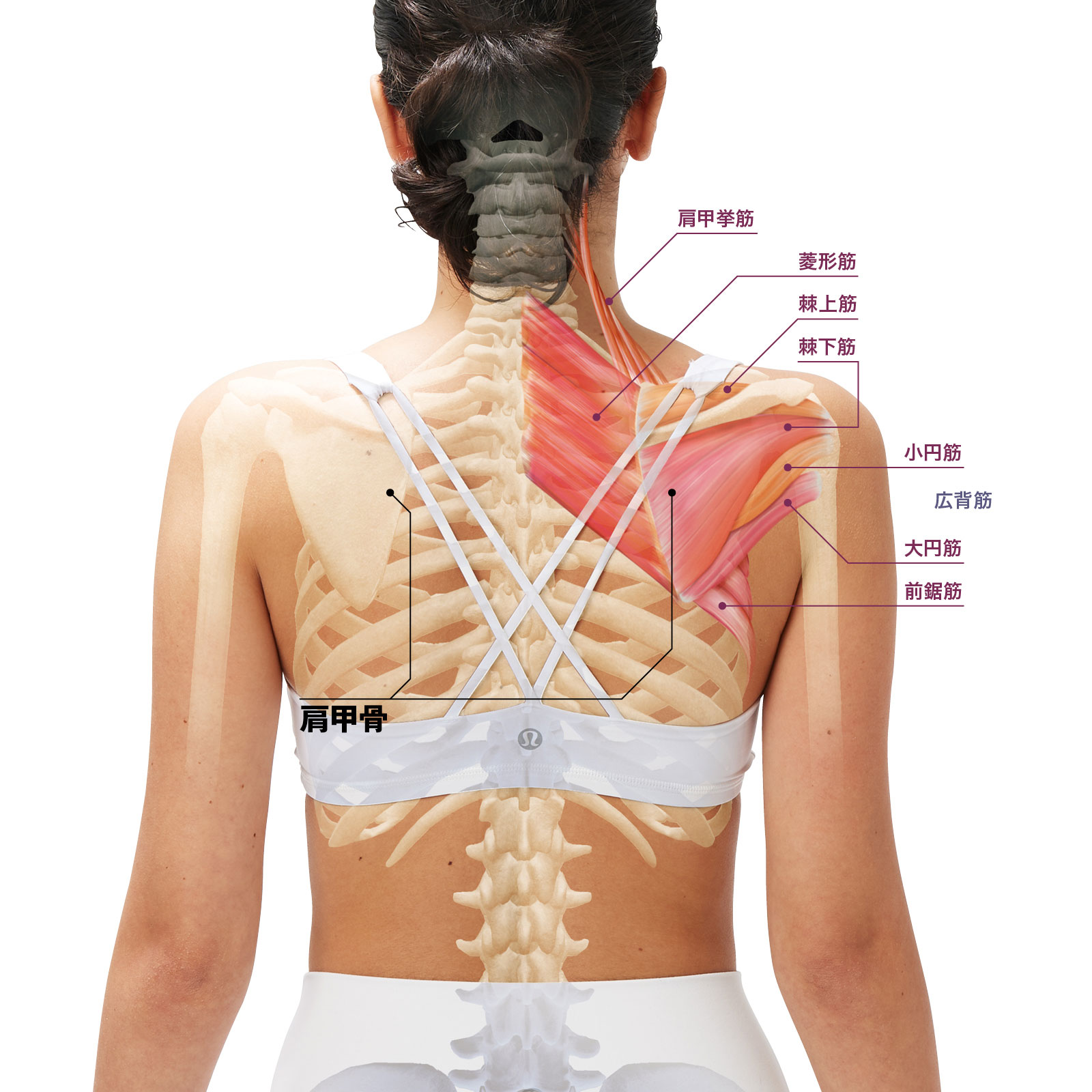 肩甲骨の動きと役割 人体図