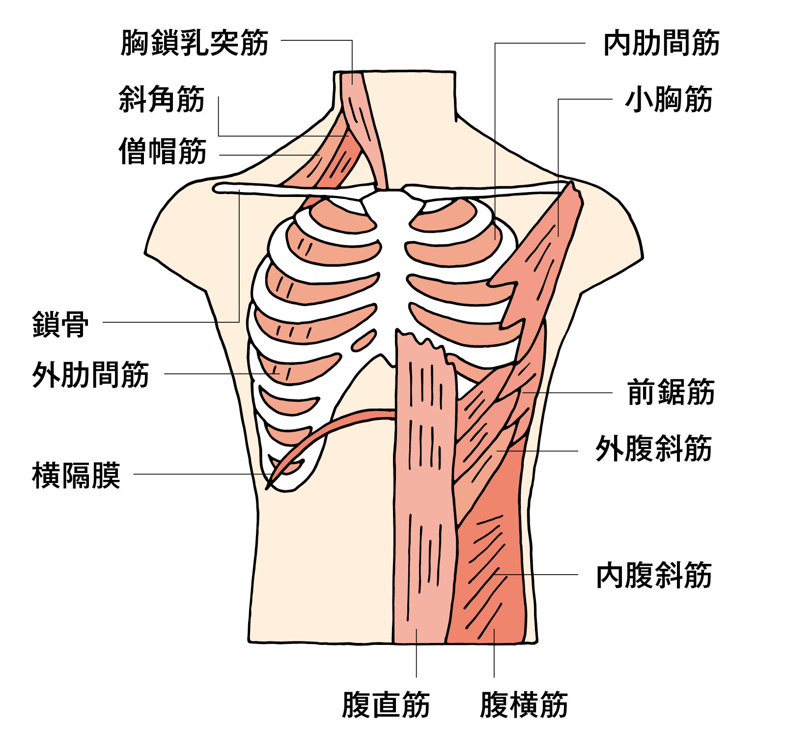 胸郭の動きに関わる呼吸筋群