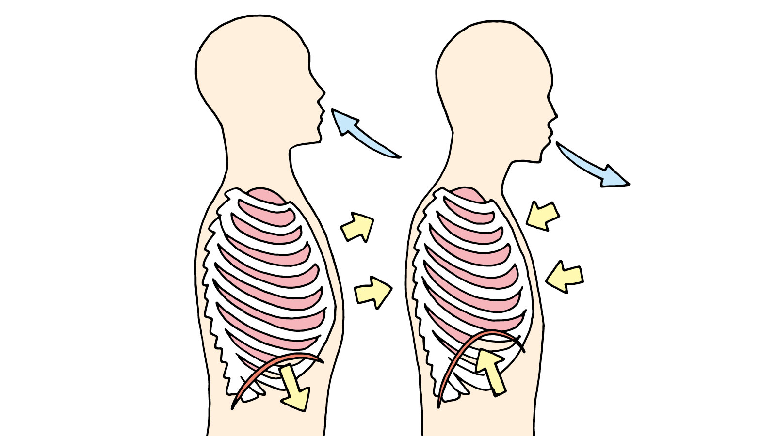 胸郭と肺の容積 と 呼吸 図説