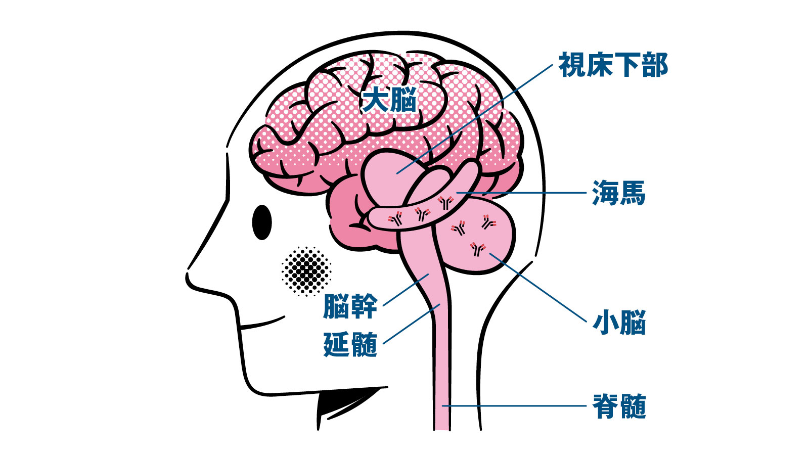 脳 神経 図説