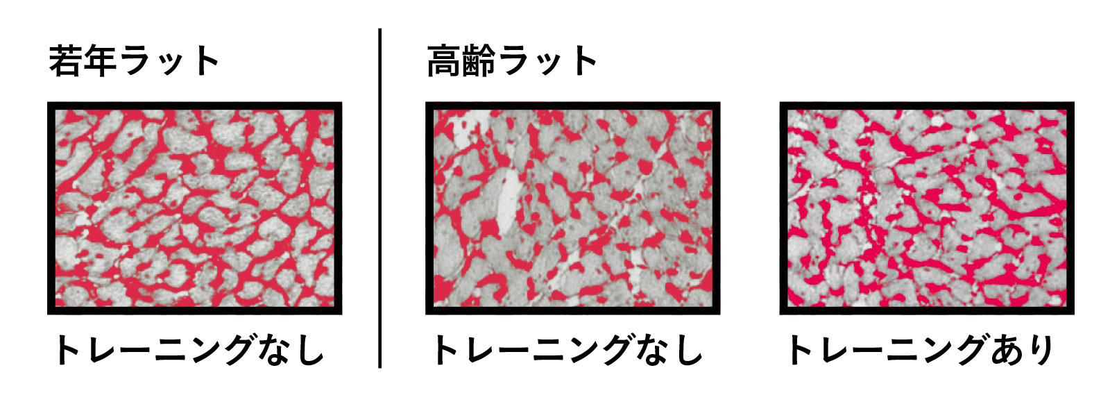 血管 血流 対処法 トレーニングと⼼臓の⽑細⾎管