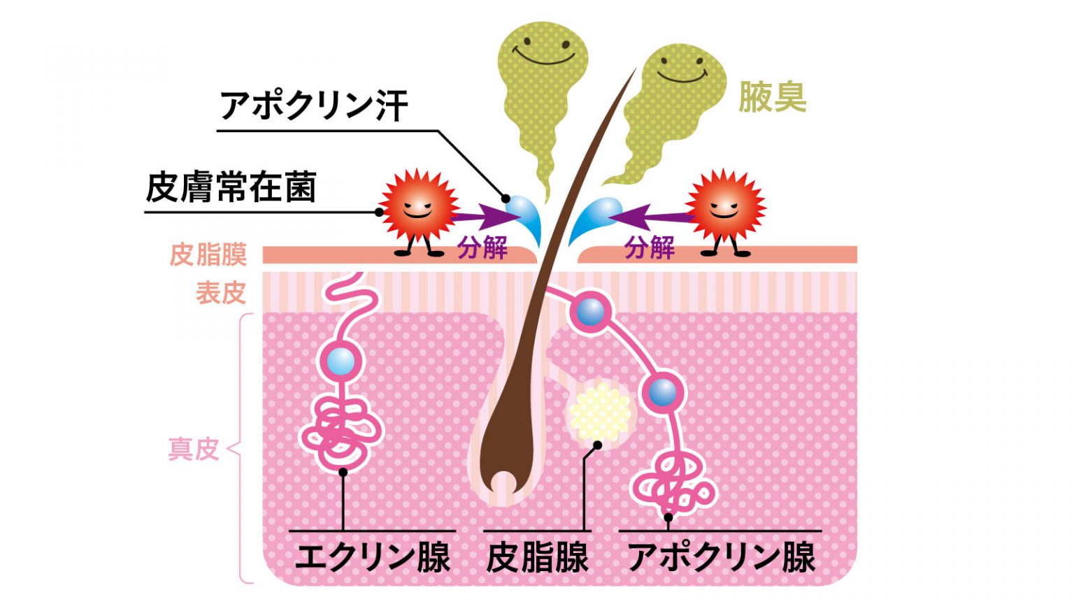 腋臭(ワキガ)の原因と対策【加齢のトリセツ】