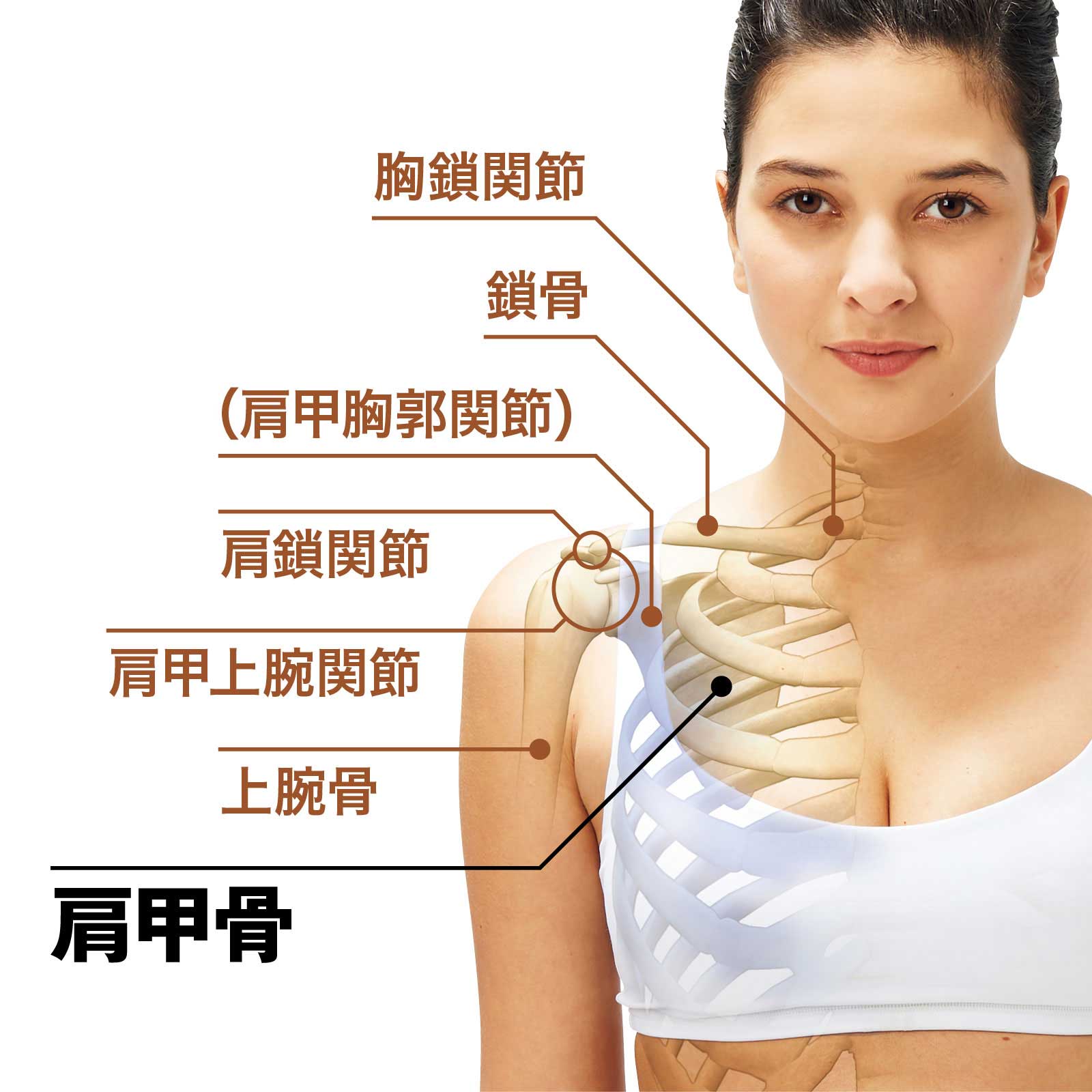 肩甲骨の動きと役割 人体図