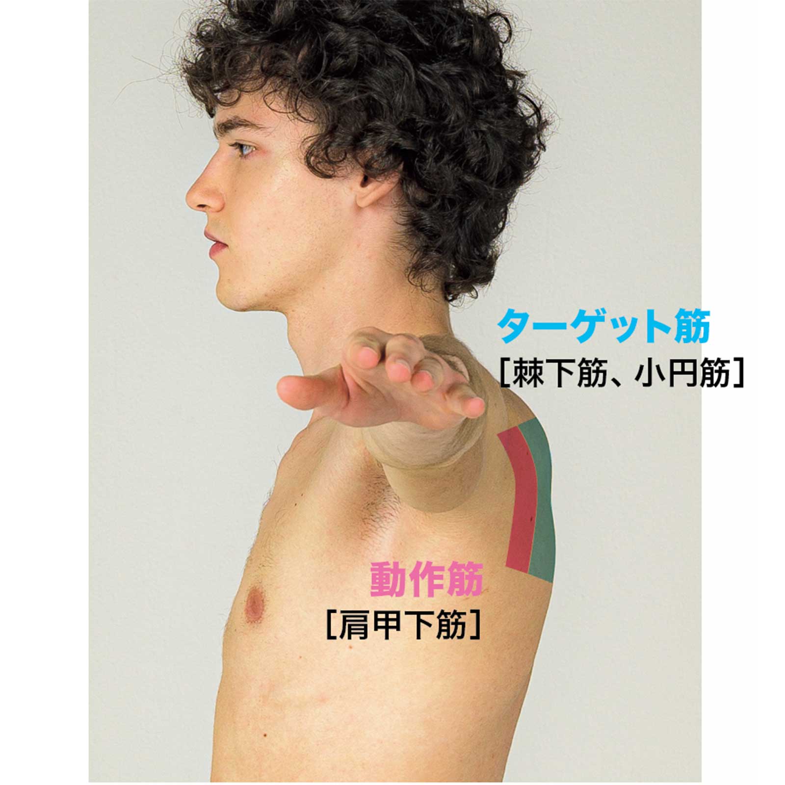 肩関節外旋の動作筋とターゲット筋