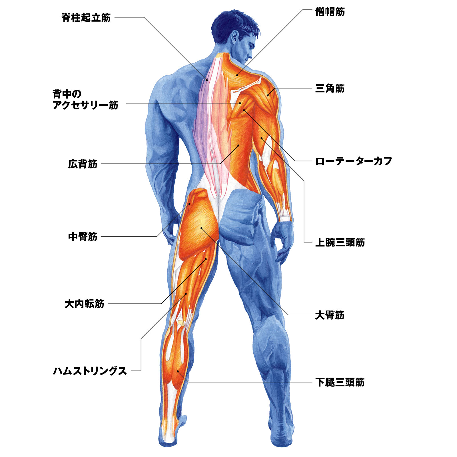ざんねんな背面を解決するカギはこの筋肉だ 人体図