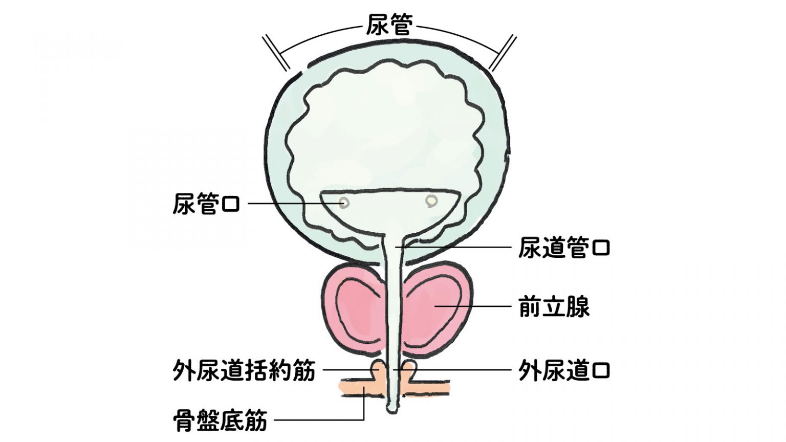 肥大しやすいのが悩み? 男性はちゃんと知っておきたい「前立腺」の活動