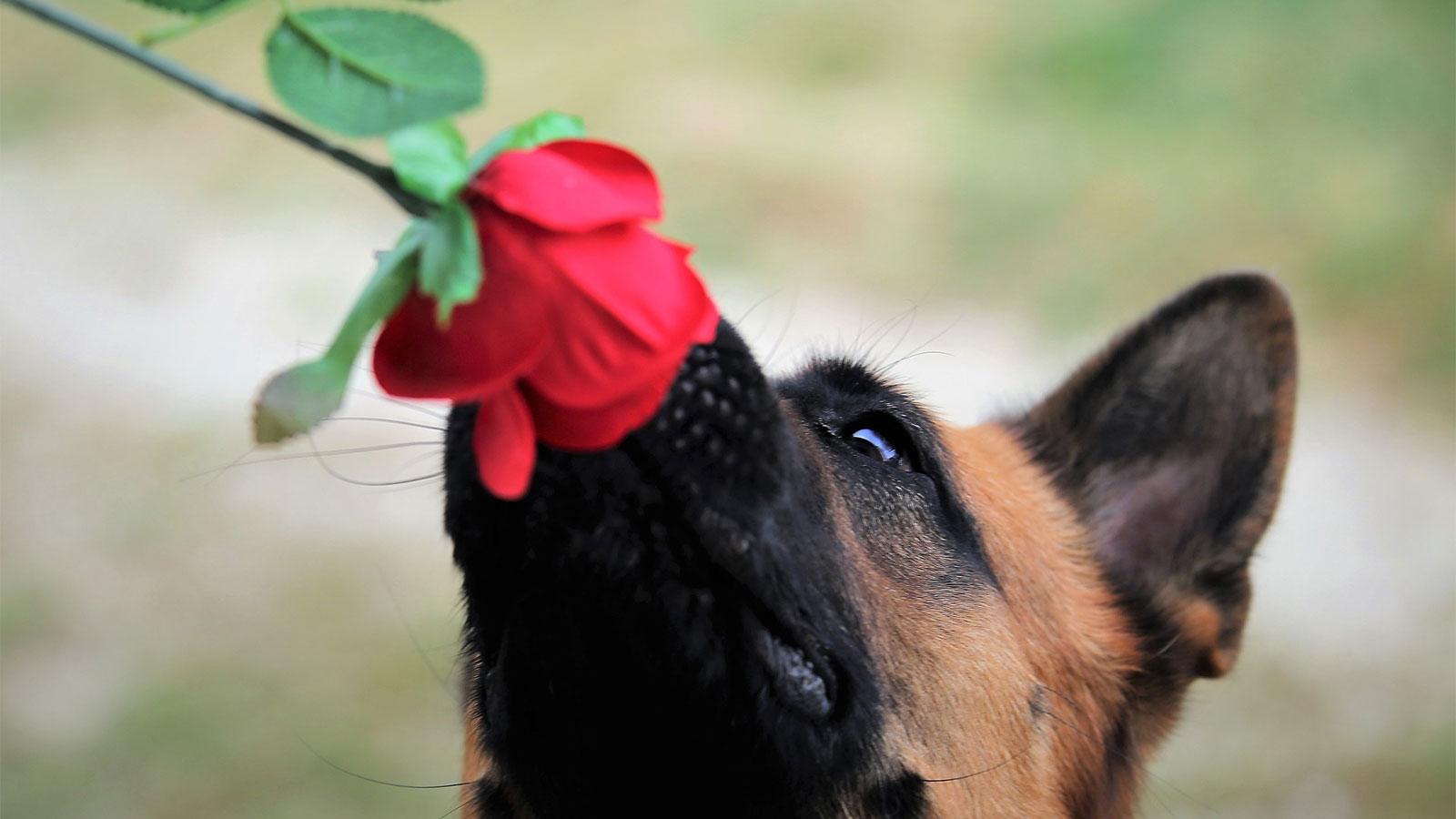 バラを嗅ぐ犬