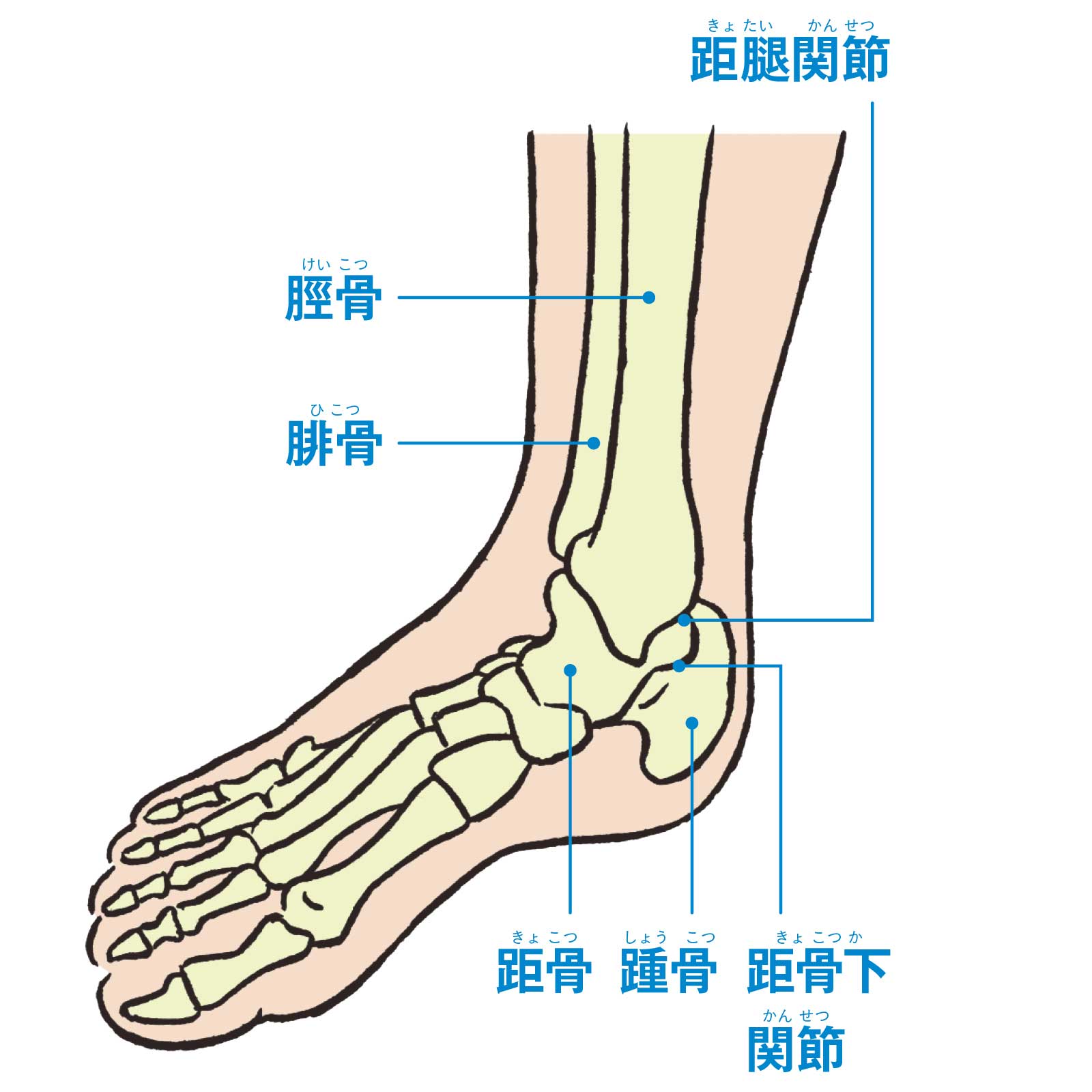 距骨、踵骨の位置関係