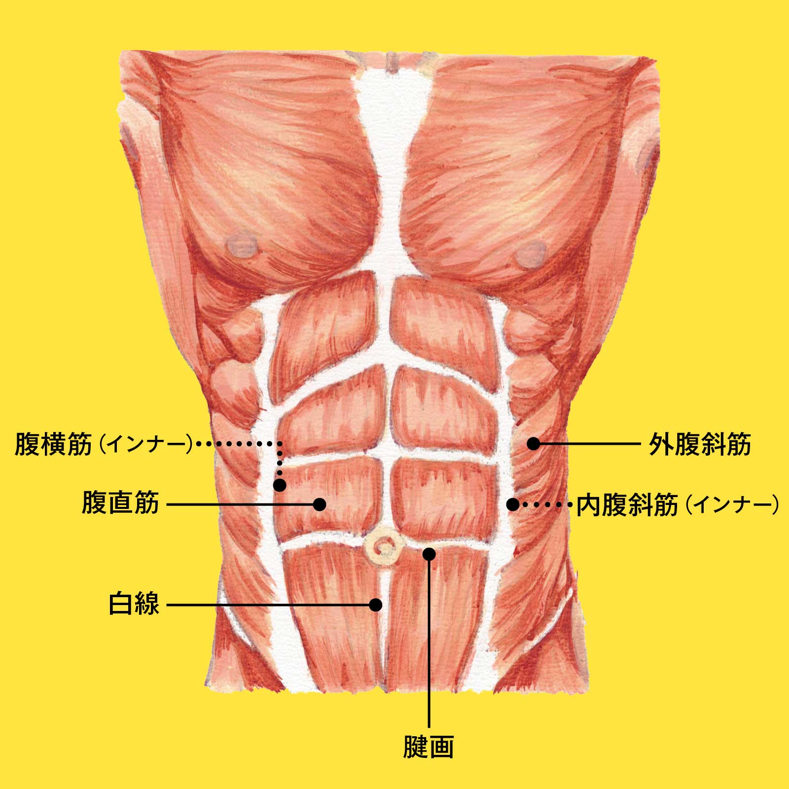 腹筋の構造 イラスト