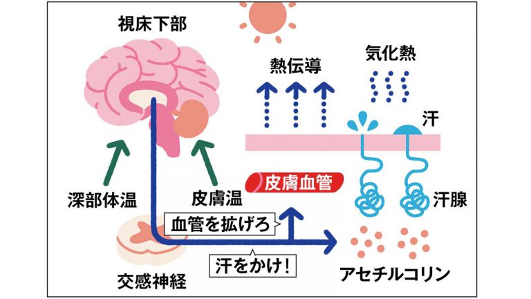 汗をかかないと汗腺も衰える？夏前に知りたい汗の基礎知識