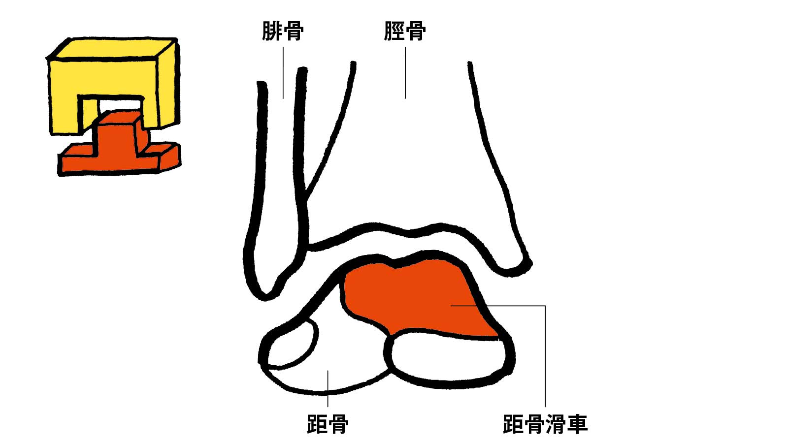 距腿関節の構造