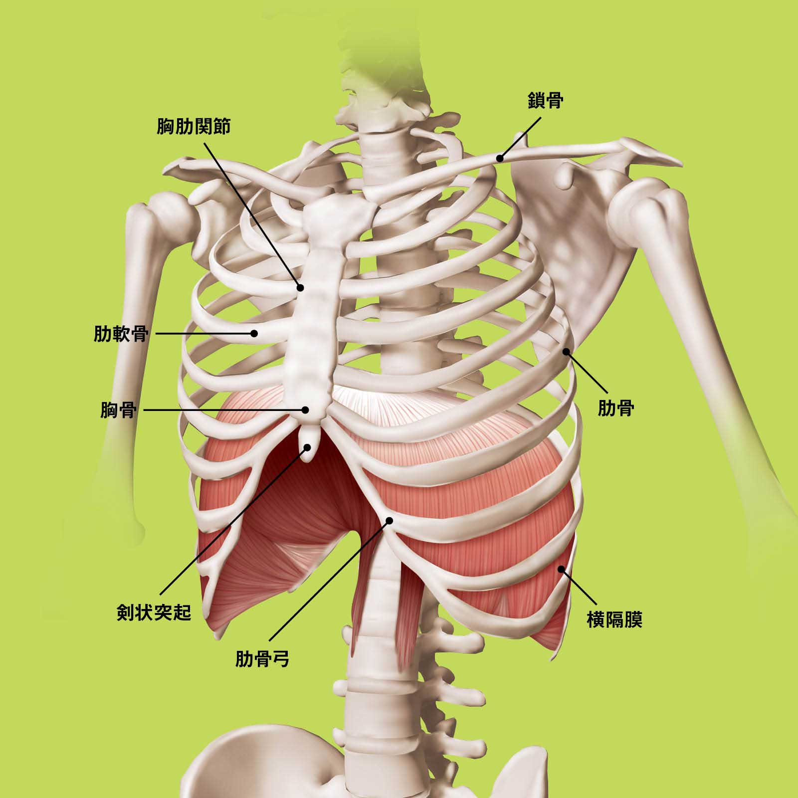 胸郭の構造（正面）：胸椎、肋骨、胸骨がフレームを作る 理学療法士 柿崎藤泰 文京学院大学保健医療技術学部教授 横隔膜 胸郭