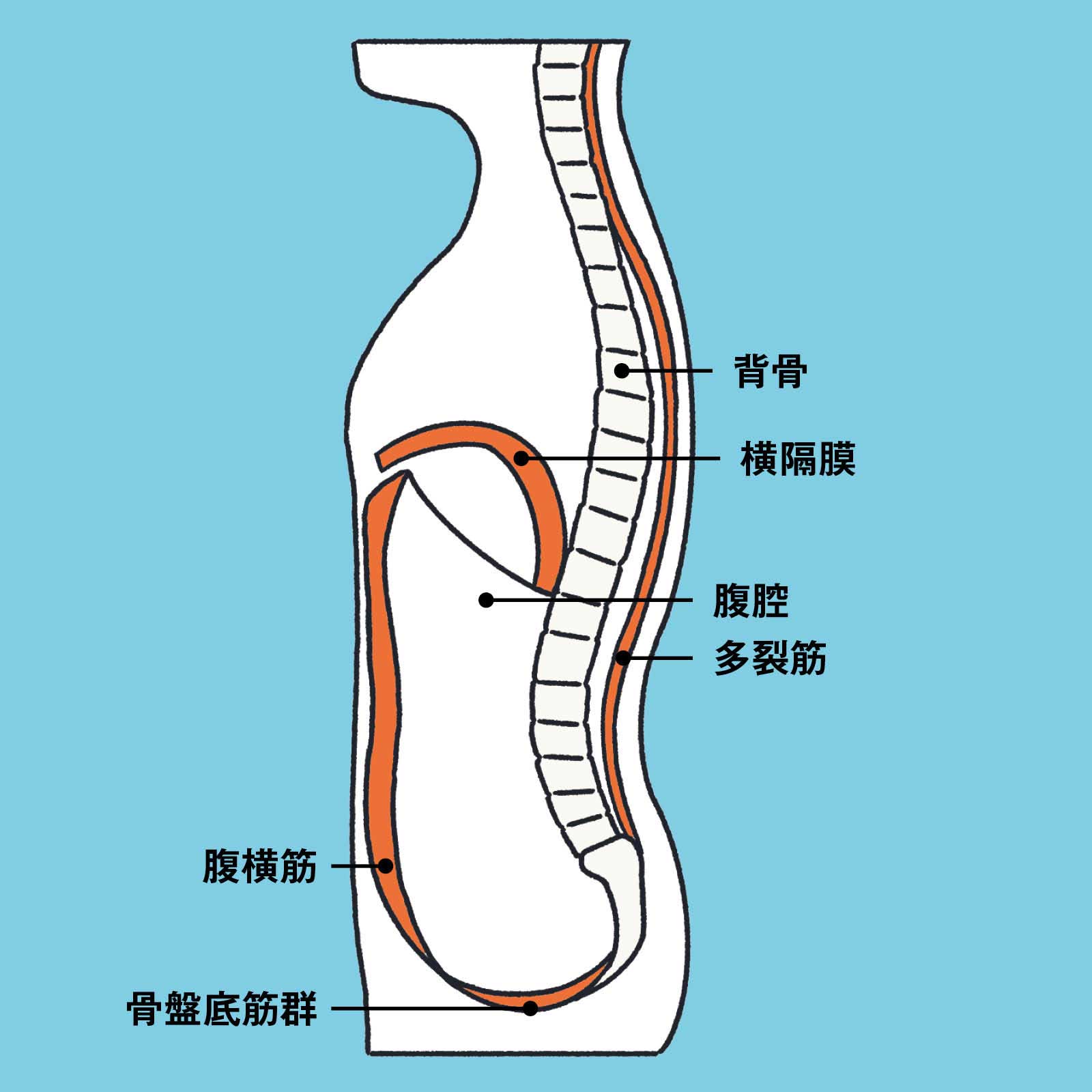 インナーユニットの筋肉：体幹には蓋があるし、底もある BP&CO.代表 呼吸コンサルタント 大貫 崇さん 横隔膜 体幹