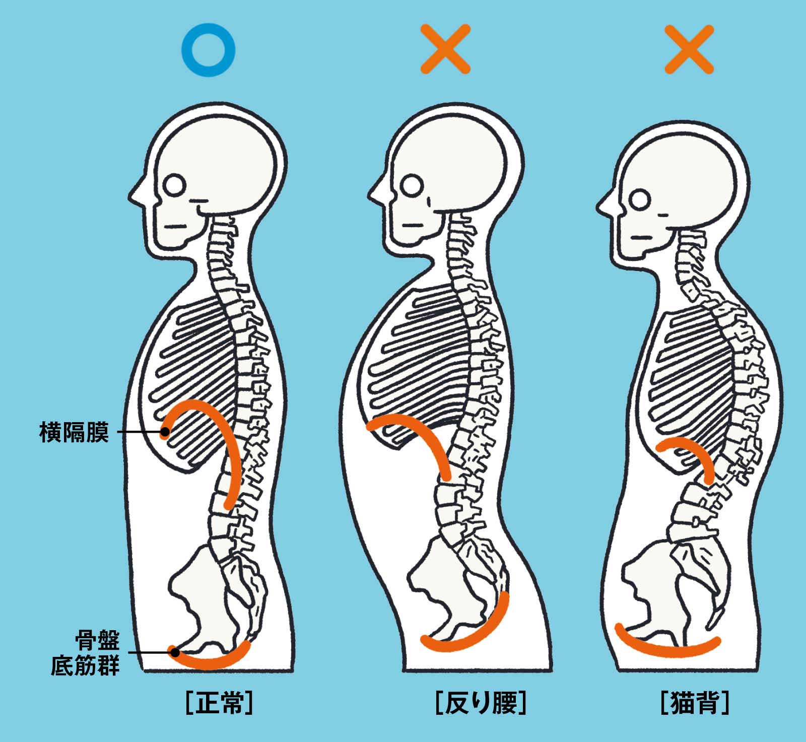 横隔膜と骨盤底筋群：両者のコンビネーションが大切 BP&CO.代表 呼吸コンサルタント 大貫 崇さん 横隔膜 体幹
