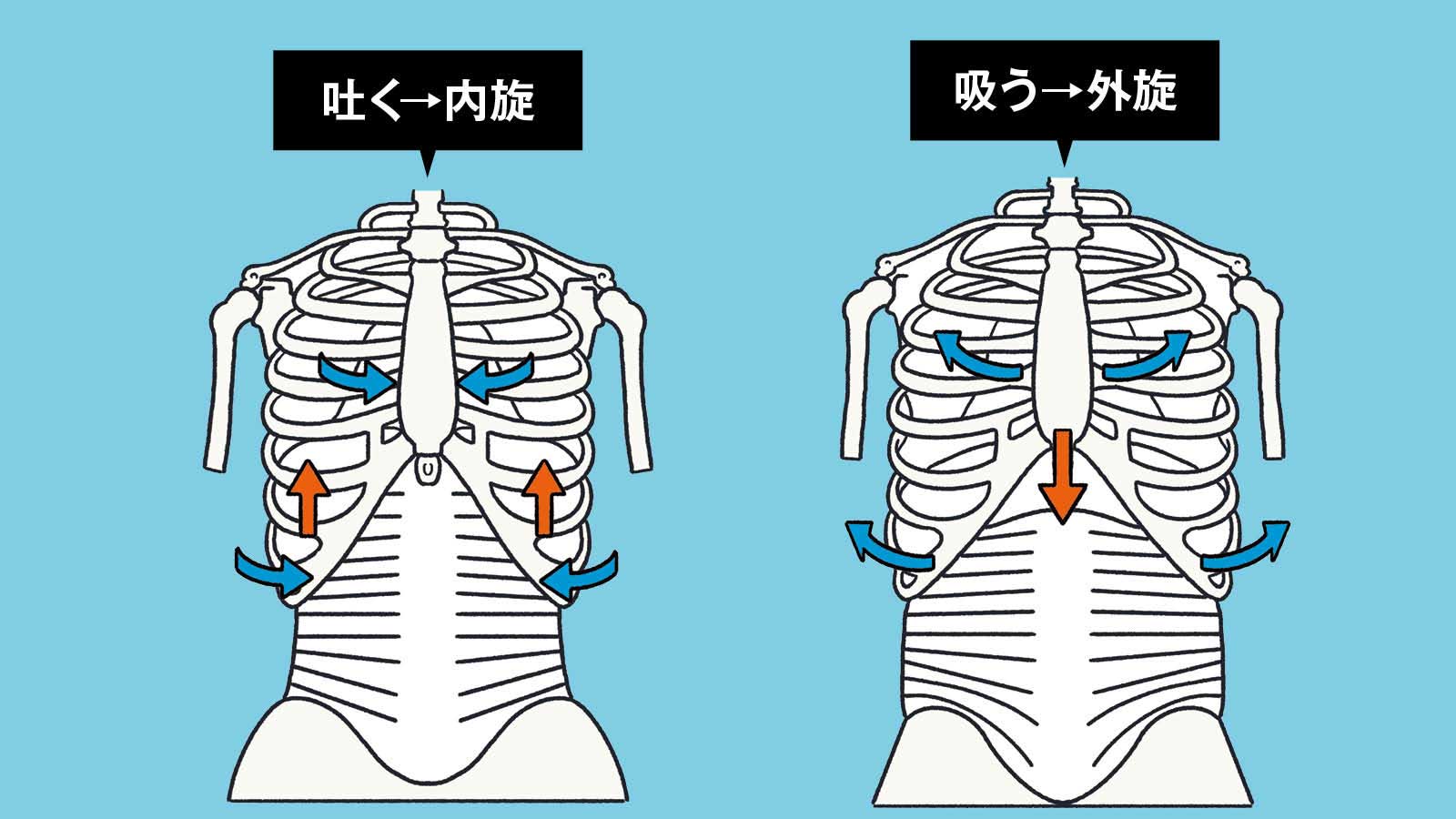 肋骨を下げる：上がった肋骨を下げると横隔膜は使える BP&CO.代表 呼吸コンサルタント 大貫 崇さん 横隔膜 体幹