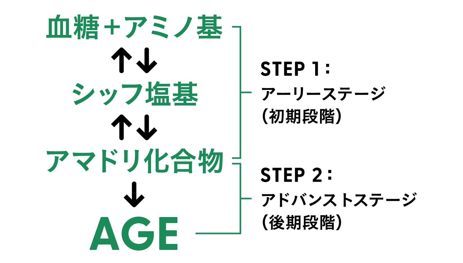 体内でAGEが生じる2つのステップ