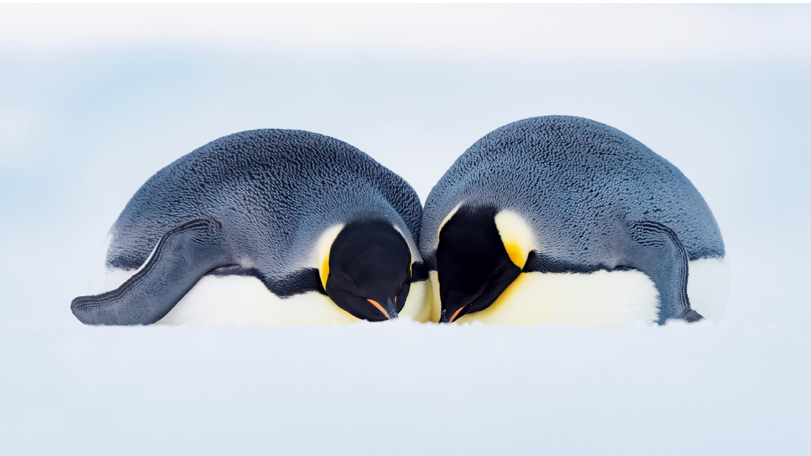 ペンギンは環境で寝姿勢を変えている ペンギン