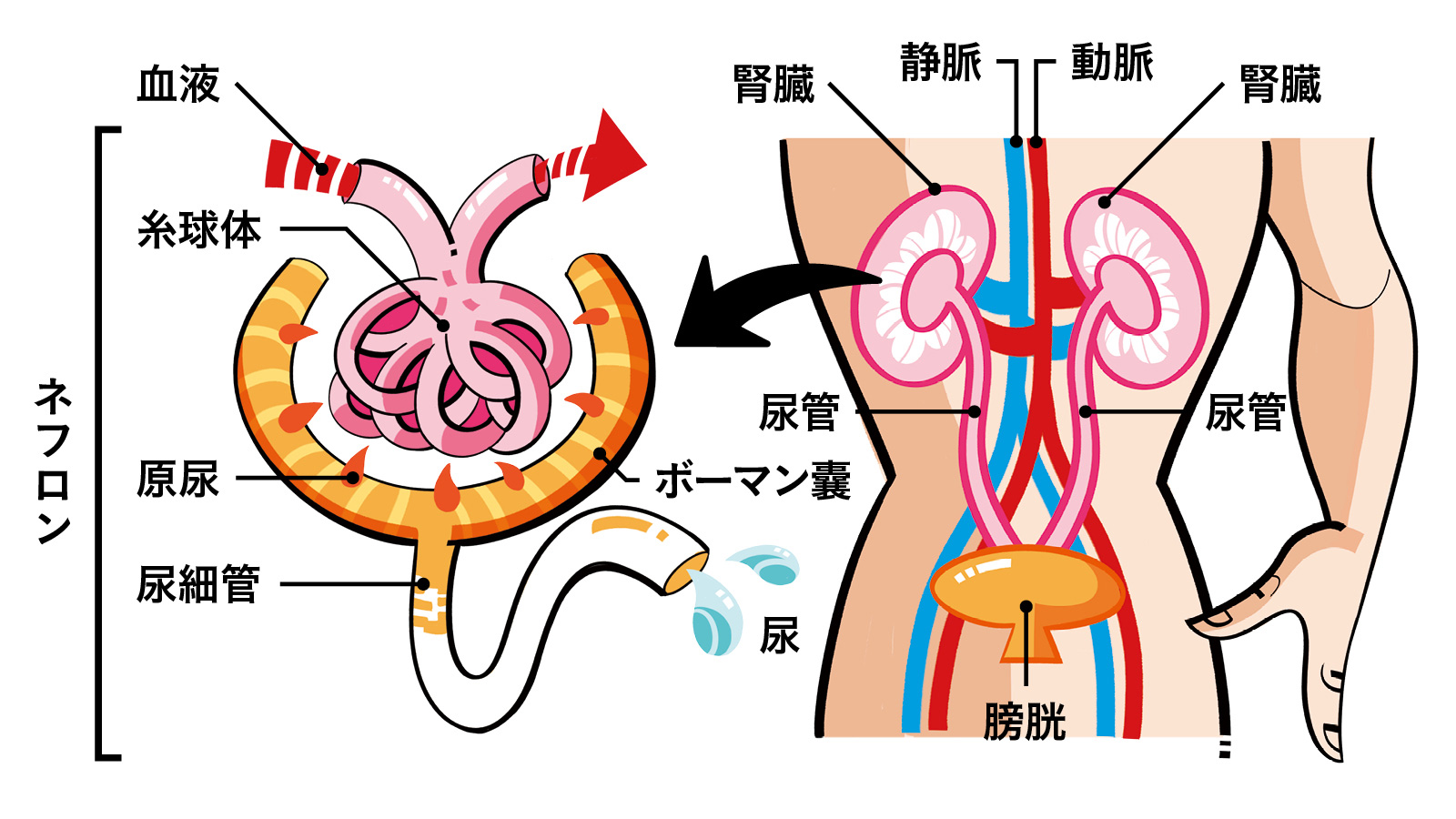 慢性腎臓病