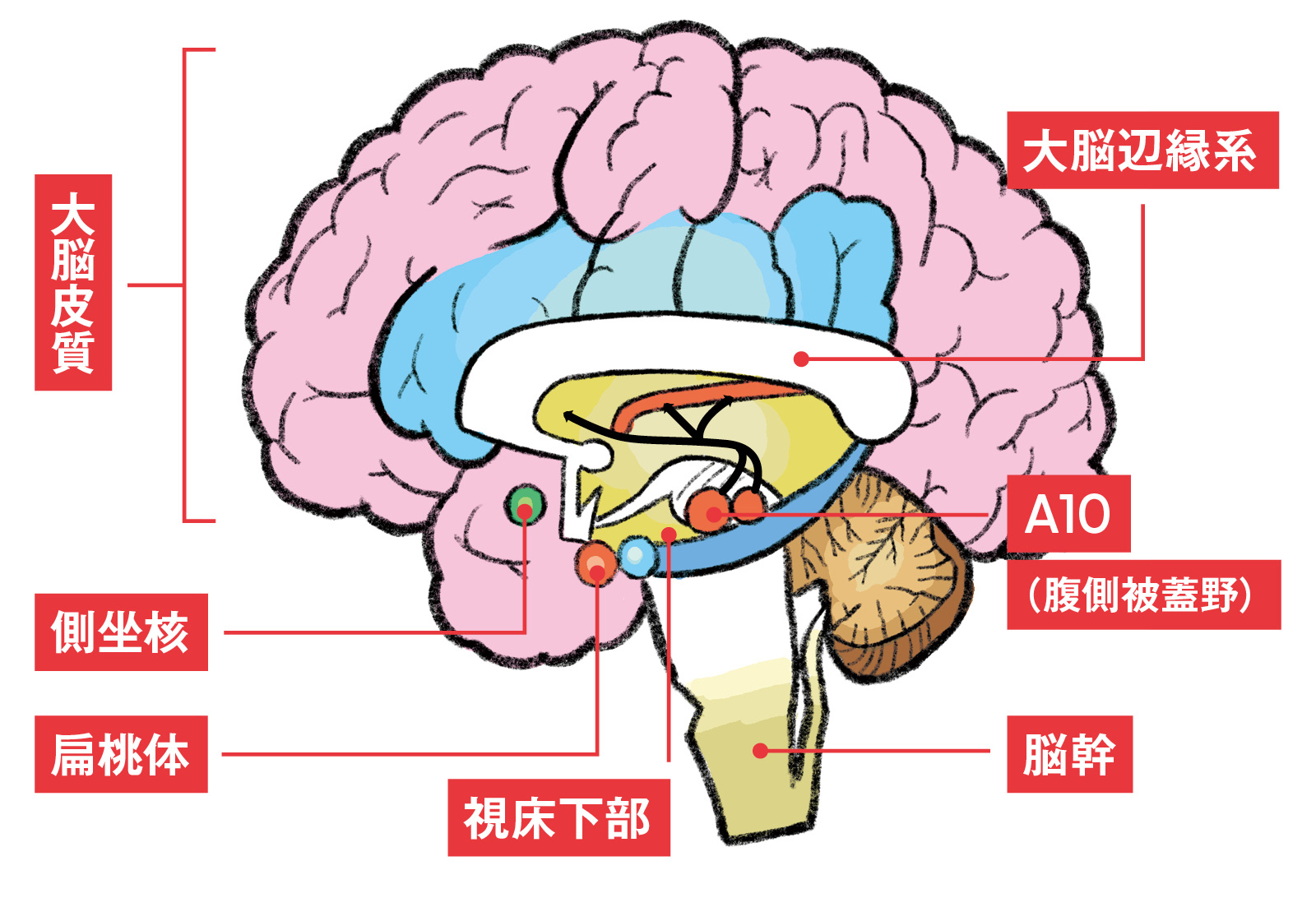 依存に関わる脳の部位