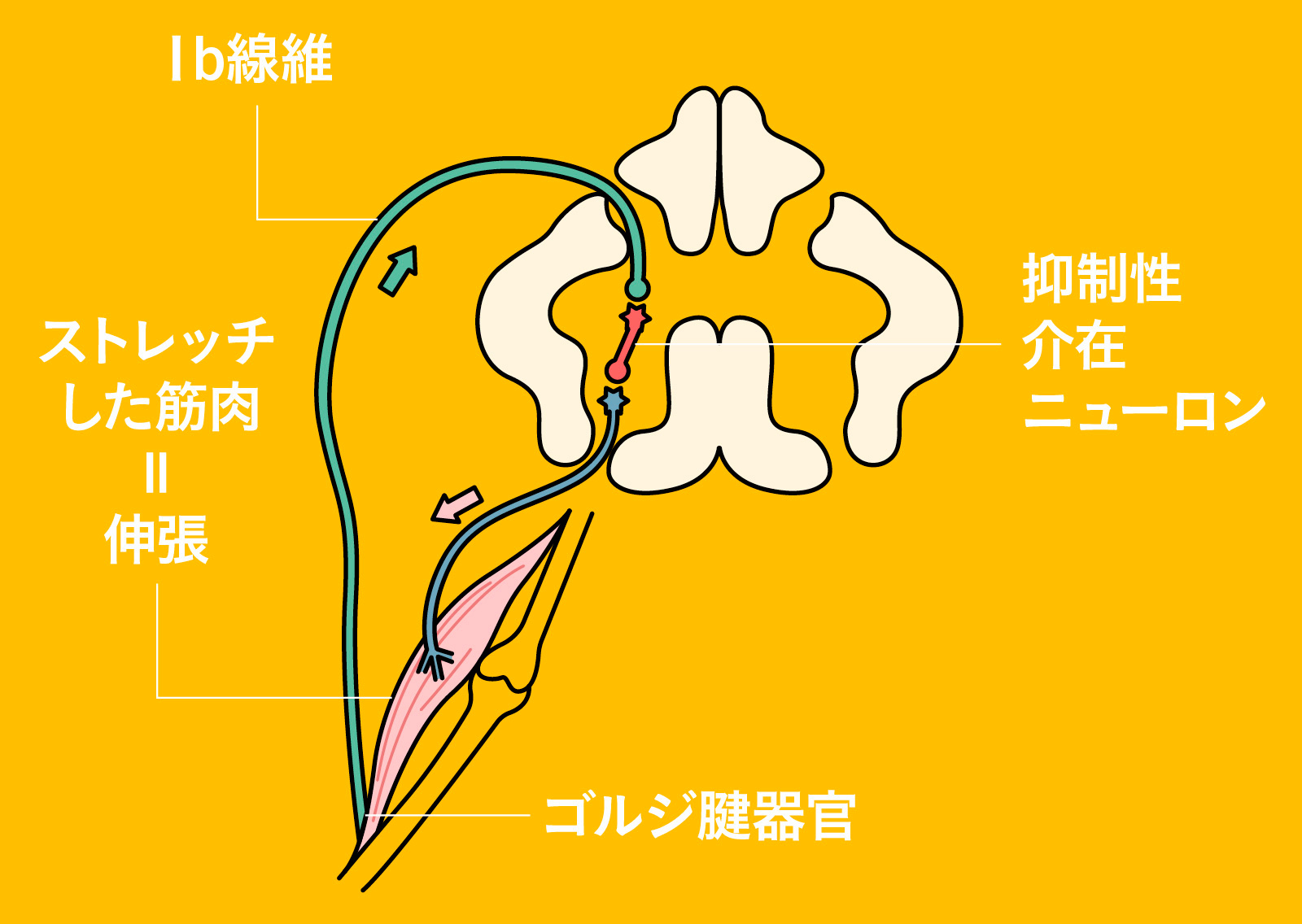 中村雅俊 ストレッチ ボブ・アンダーソン