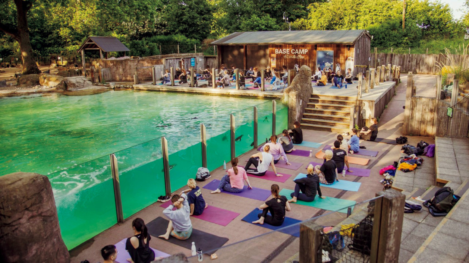 ロンドン動物園では、ペンギンコーナーでヨガレッスンを開催！