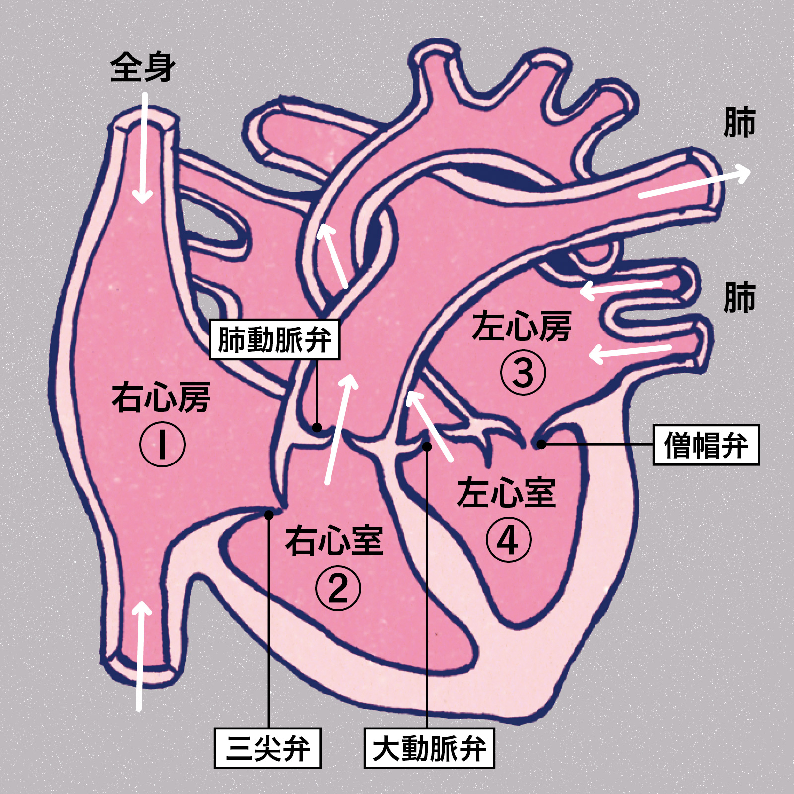 心臓 病気 