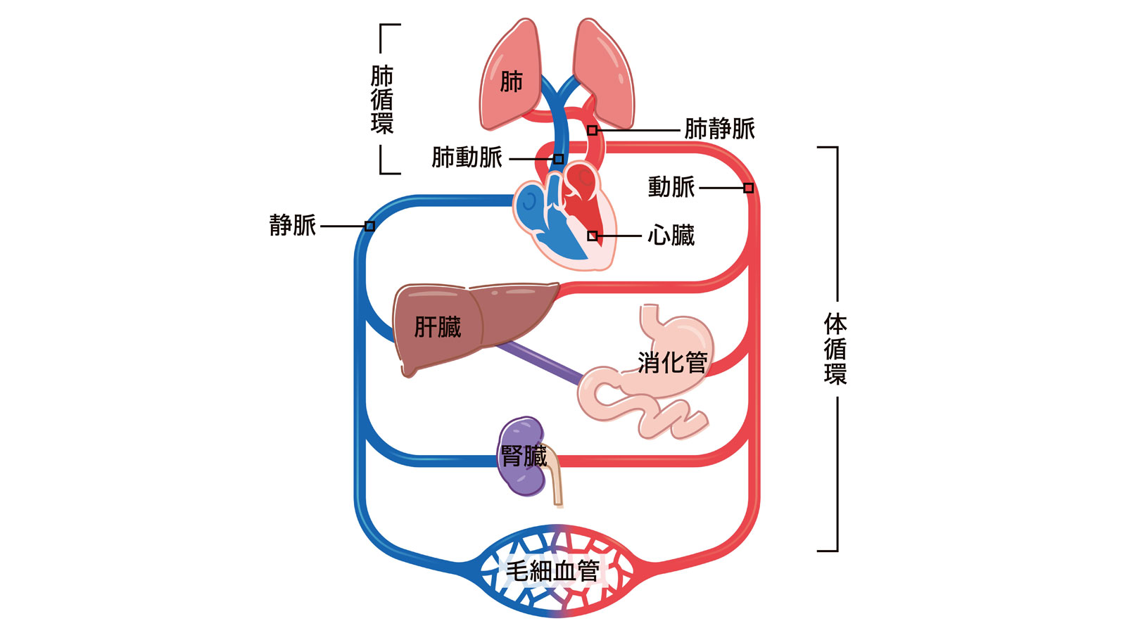 心臓 肺