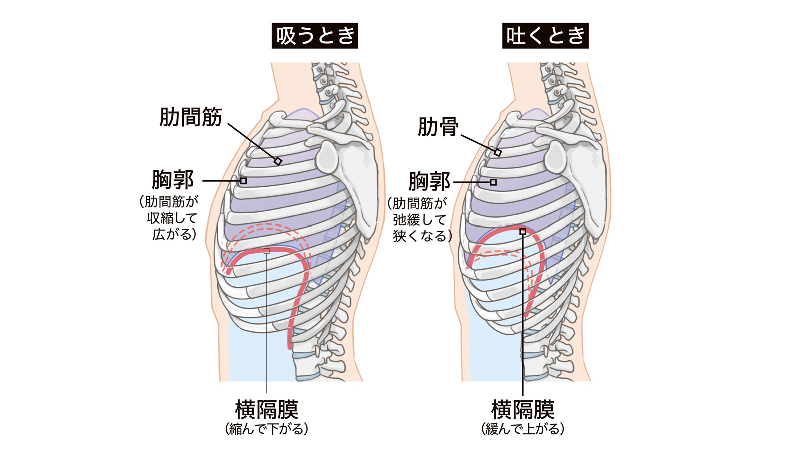 肺 呼吸の仕組み