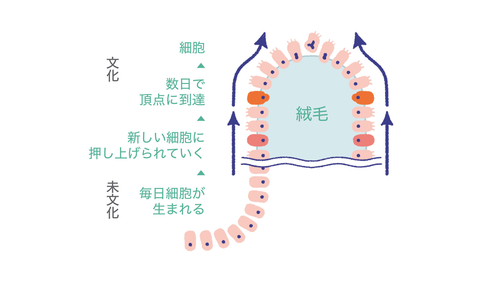 小腸