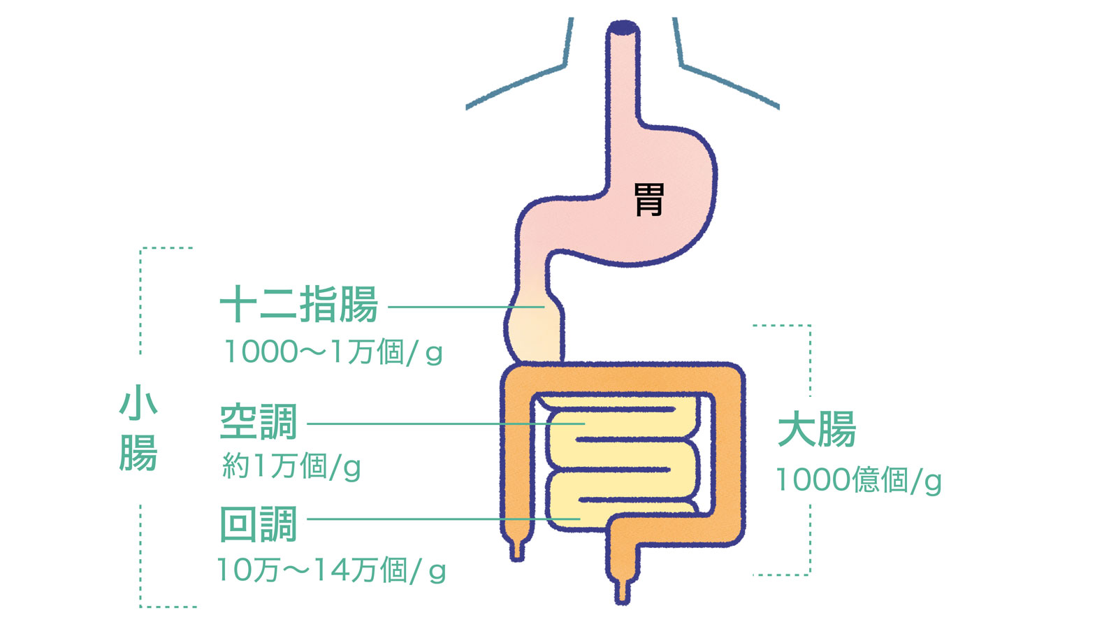 小腸