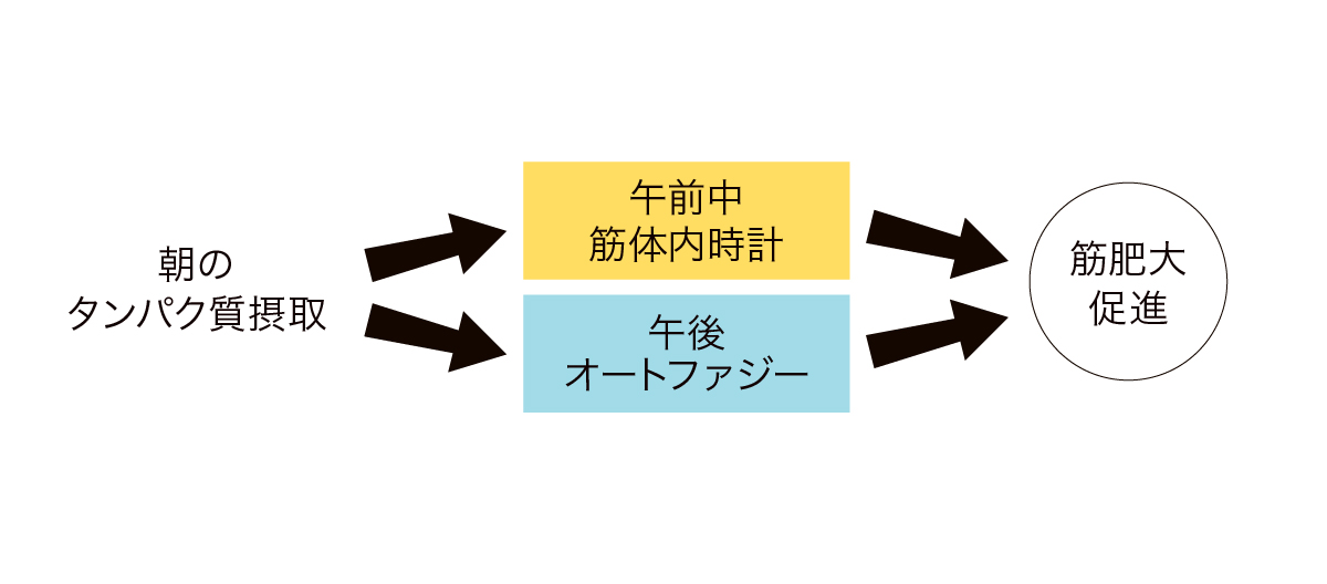 時間栄養学　朝食タンパク質摂取