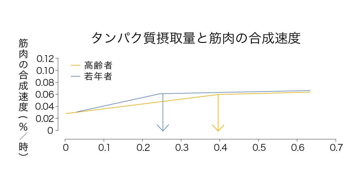 タンパク質　タンパク質摂取量と筋肉の合成速度