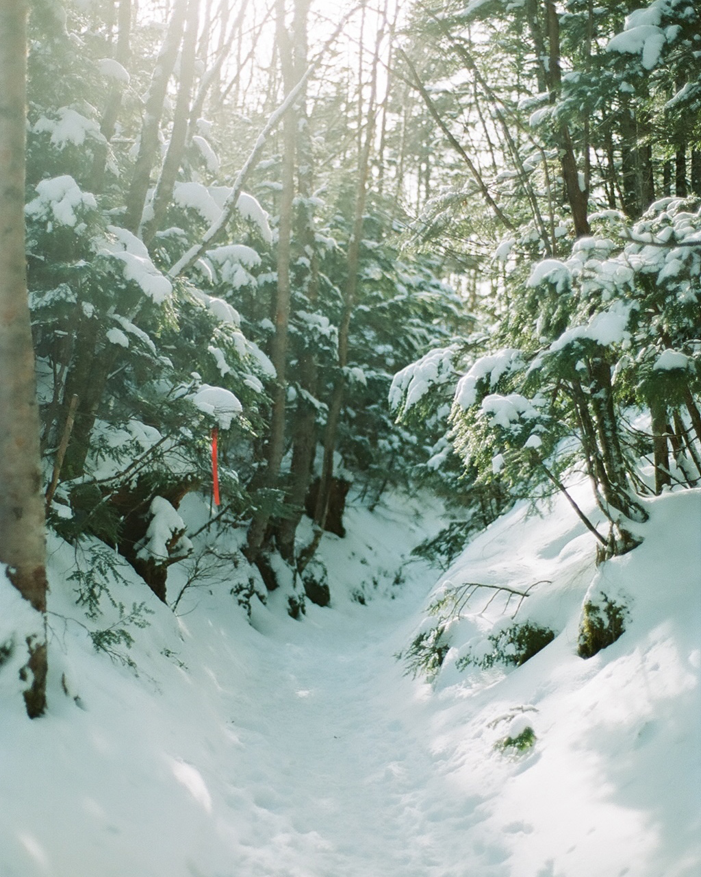 1月の山・北八ヶ岳／みどり池｜写真家・野川かさねが選ぶ今月の山