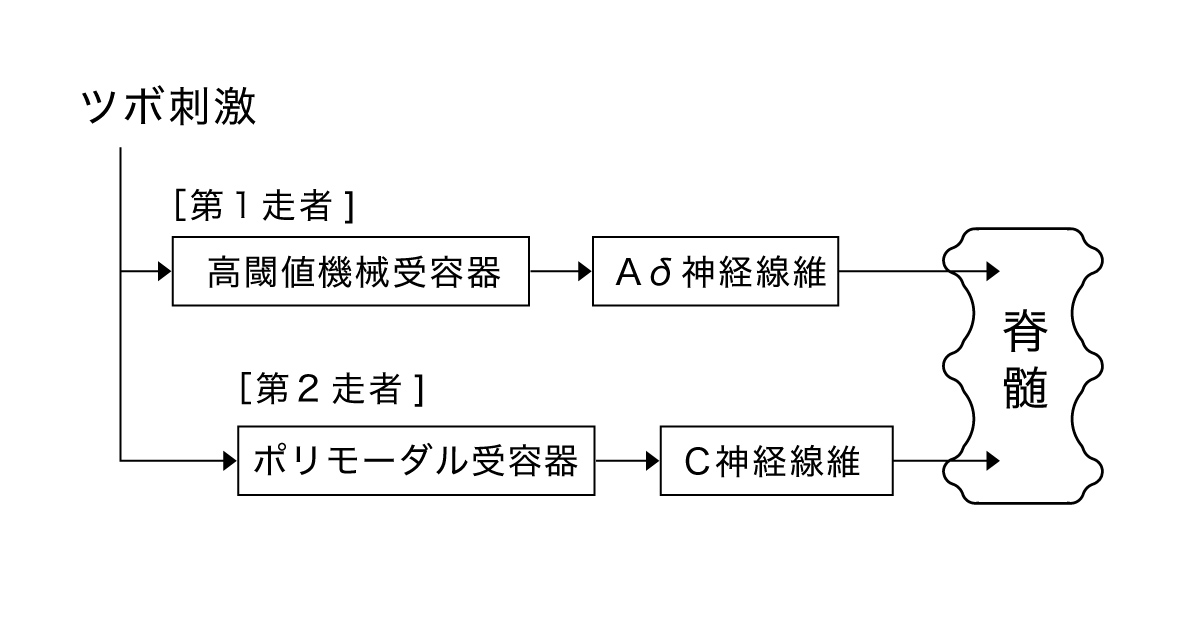 ツボ刺激