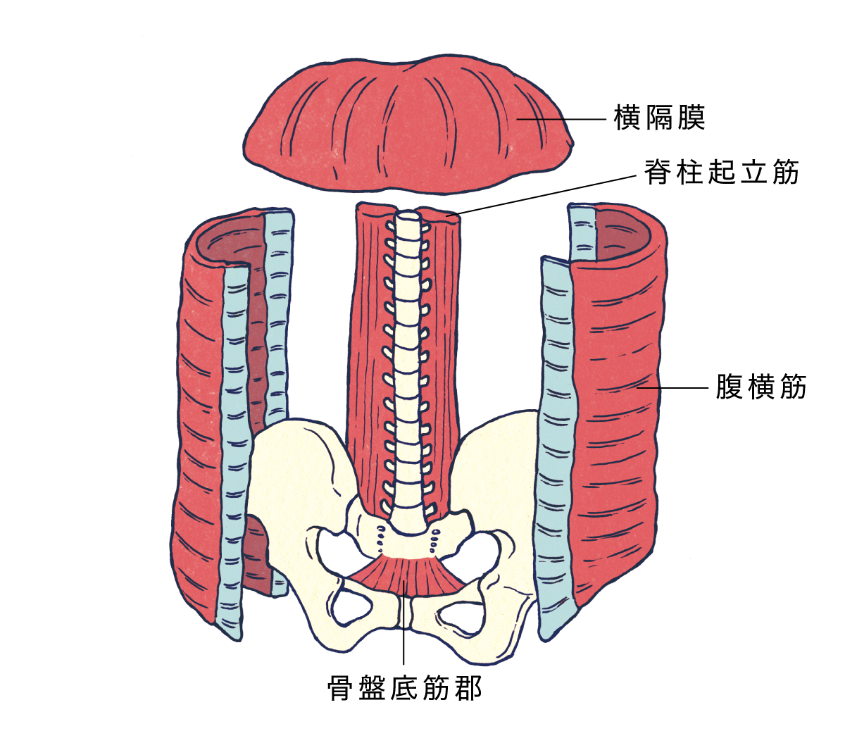 骨盤周りの筋肉