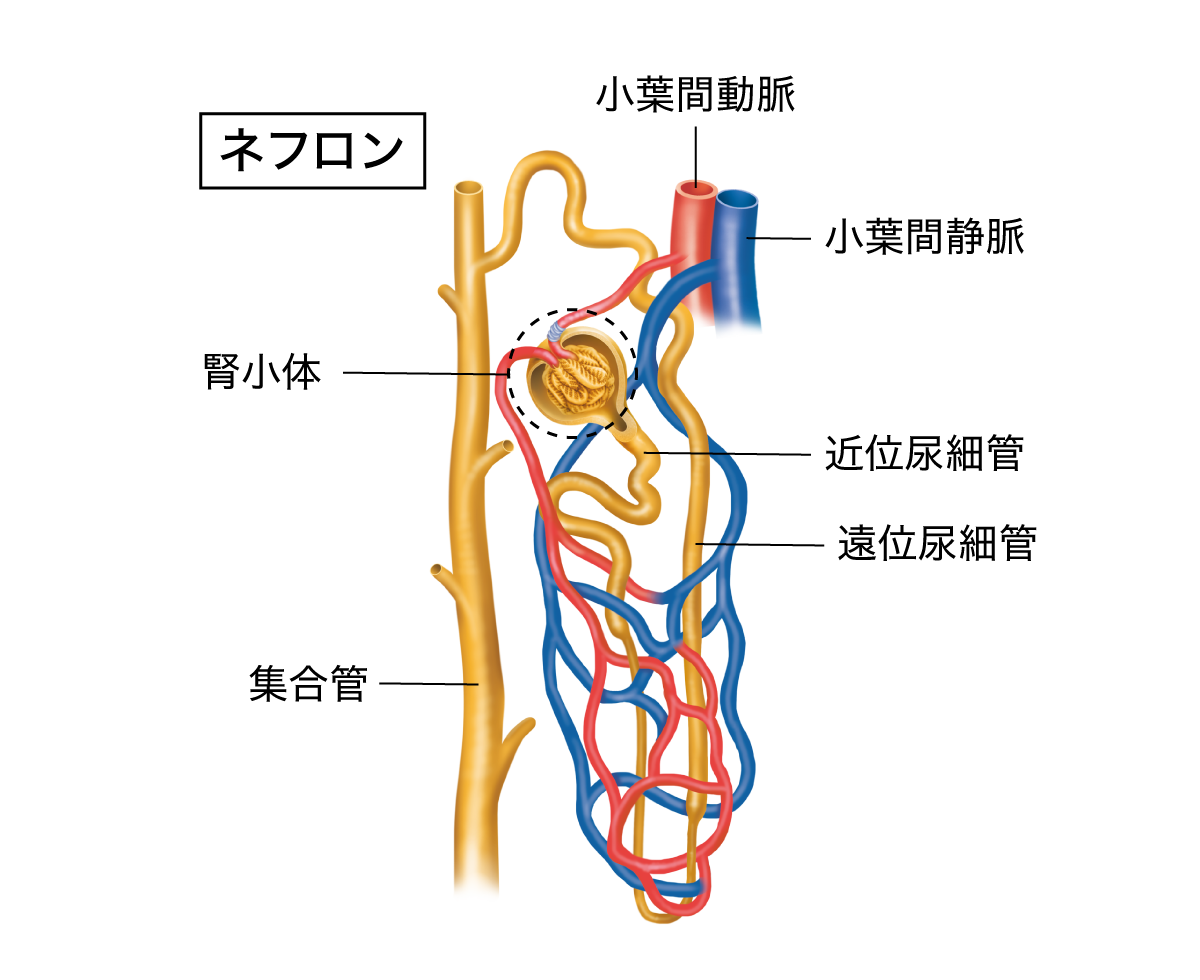 ネフロン
