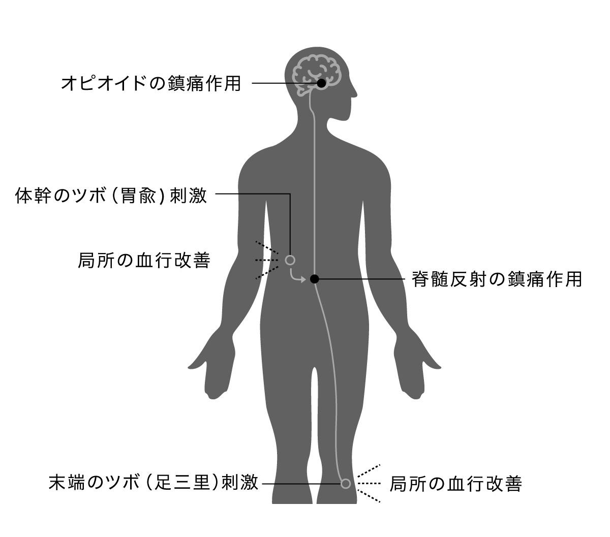 足三里と胃兪を刺激した時のルート反応の違い