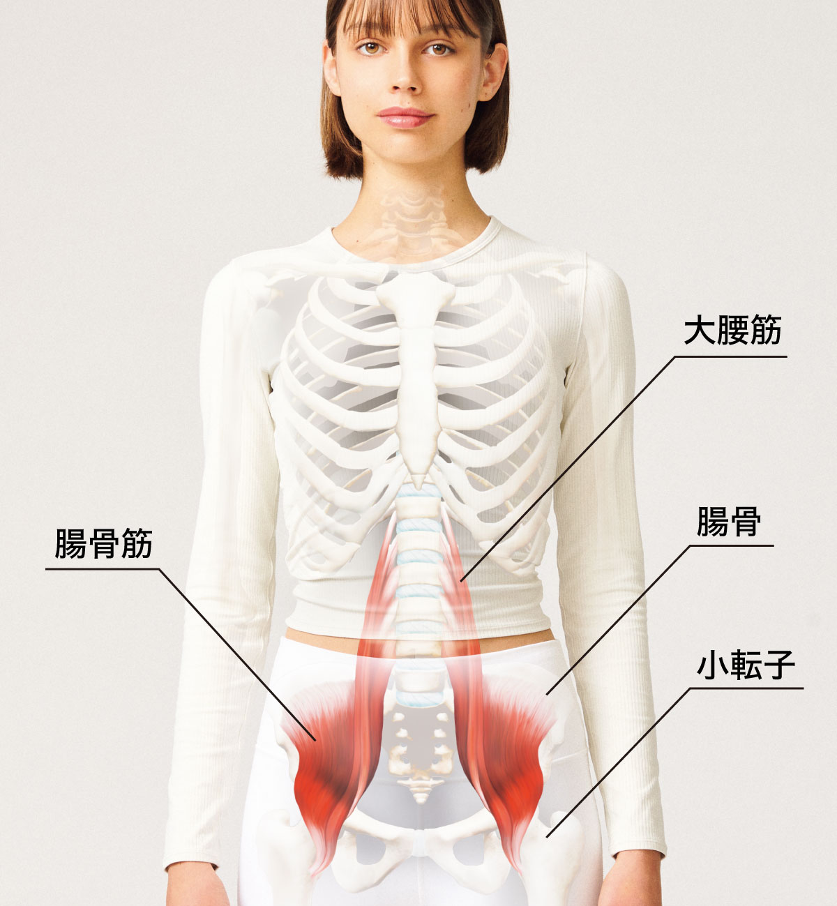 腸腰筋