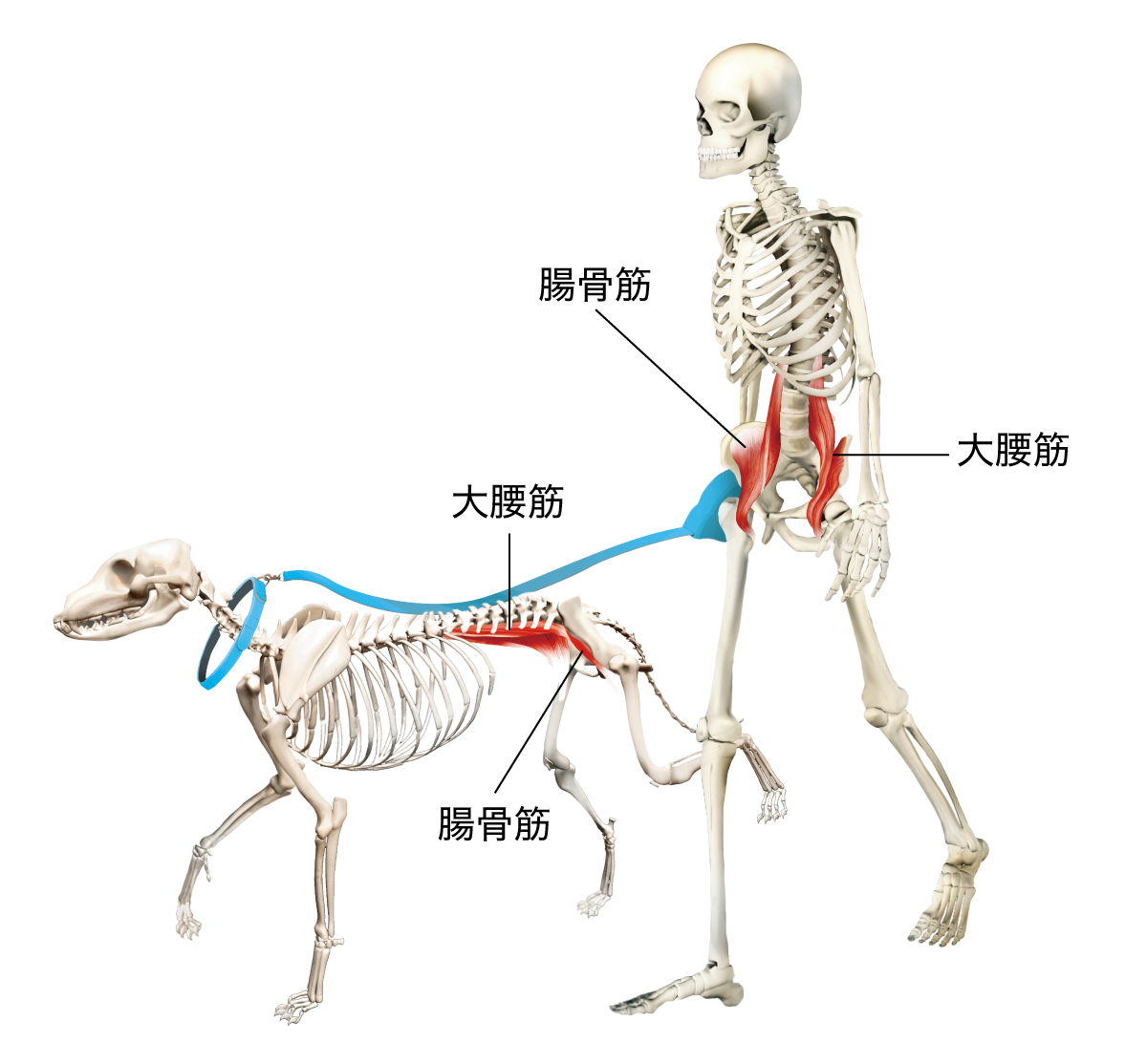 動物と人間の腸腰筋の使い方