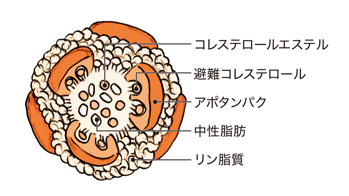コレステロールの図