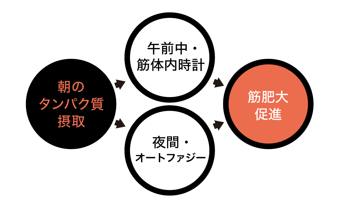 朝食に必須なのはタンパク質