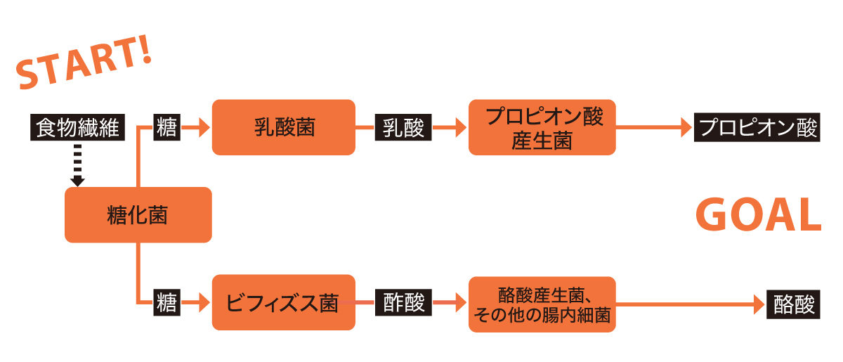 腸内細菌のバトンリレー