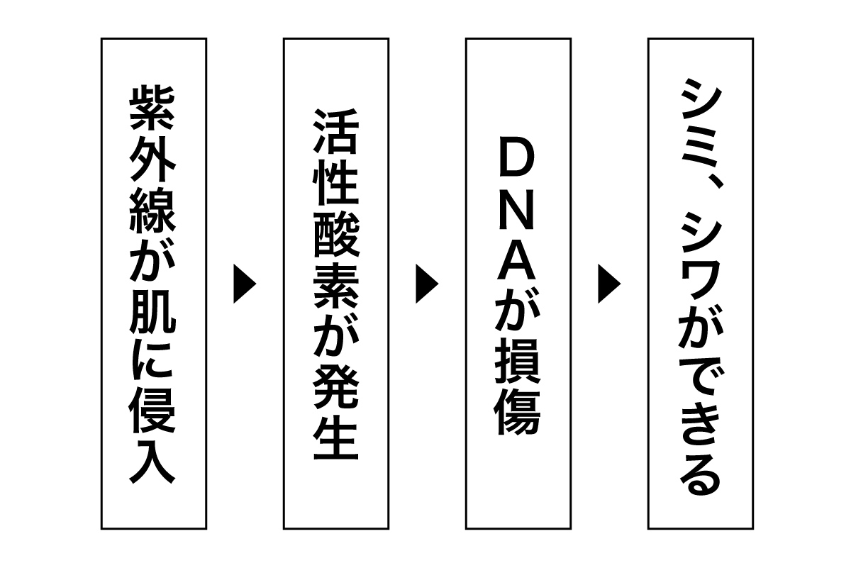 シワのできる仕組み