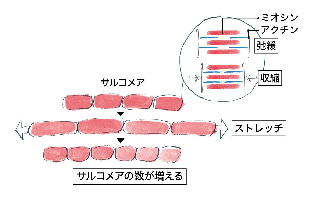 ストレッチでサルコメアが変化する