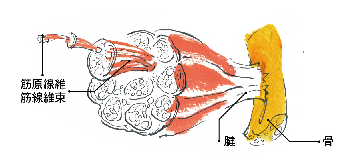 筋肉と腱の構造
