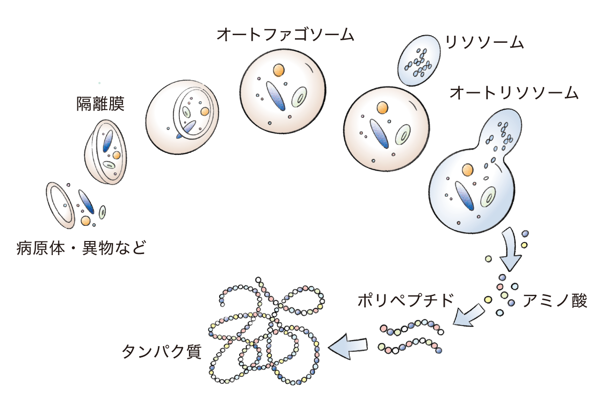 オートファジーの仕組み