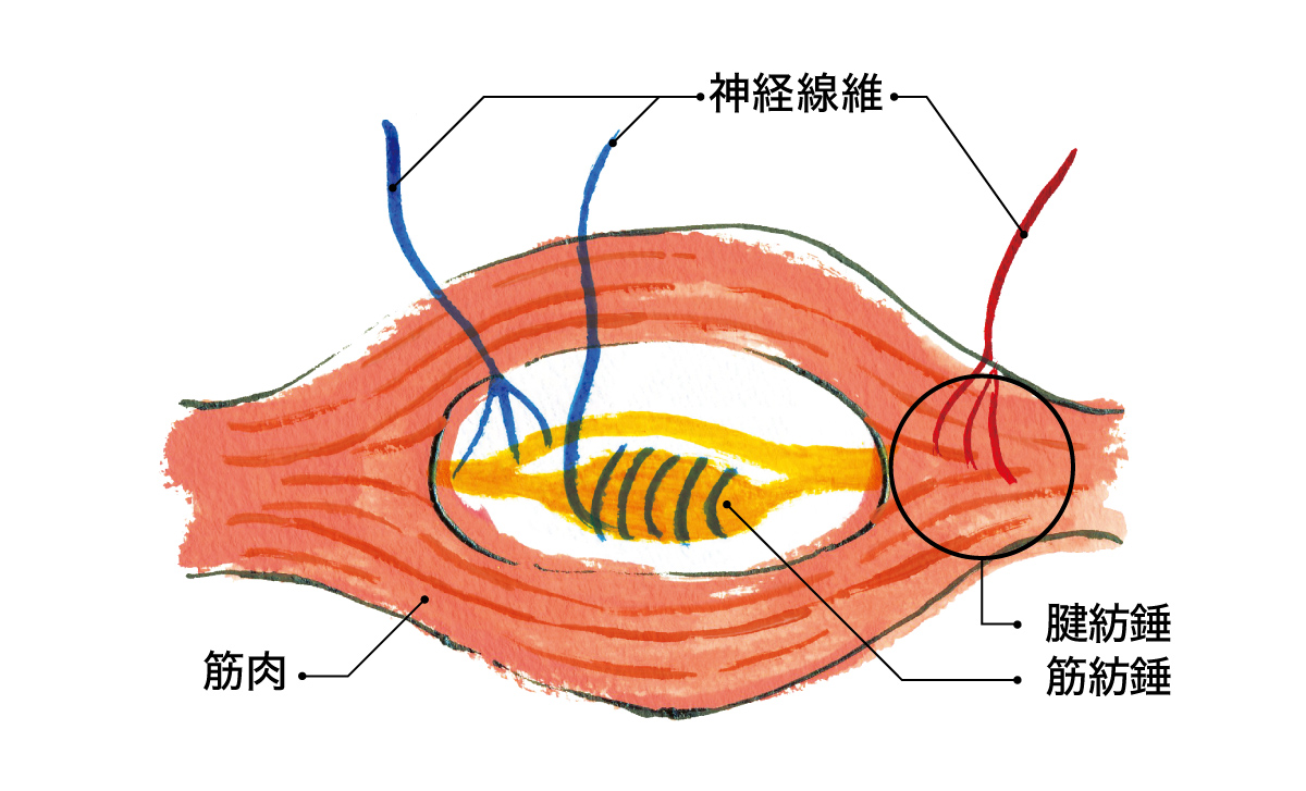 筋肉には数多くのセンサーがある