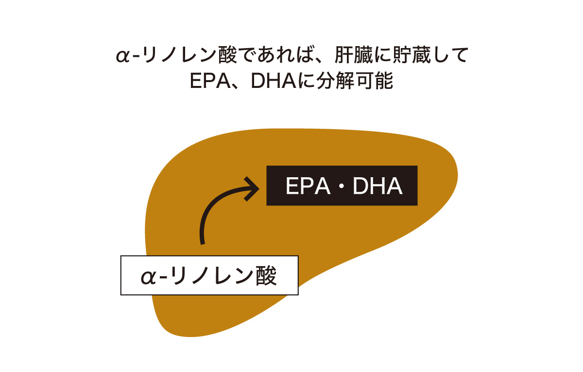 α-リノレン酸であれば、肝臓に貯蔵して、EPA、DHAに分解可能