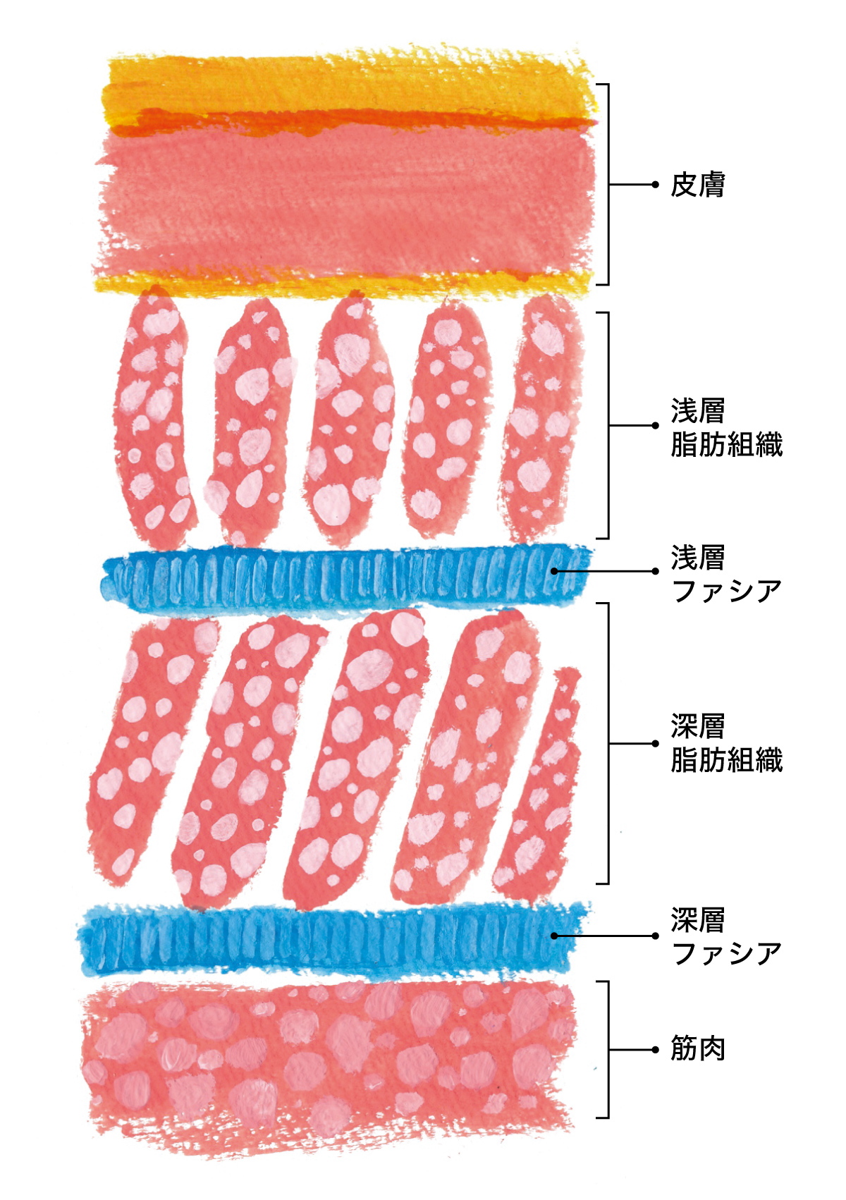 2層構造のファシア