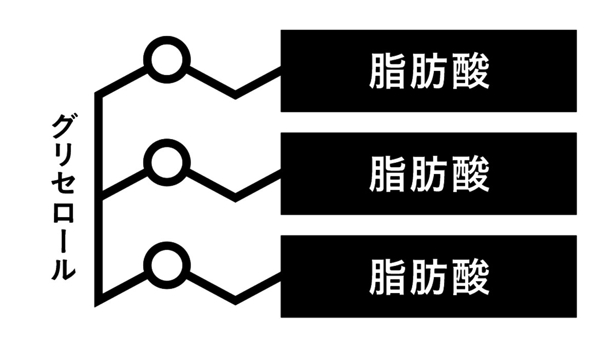 中性脂肪の構造